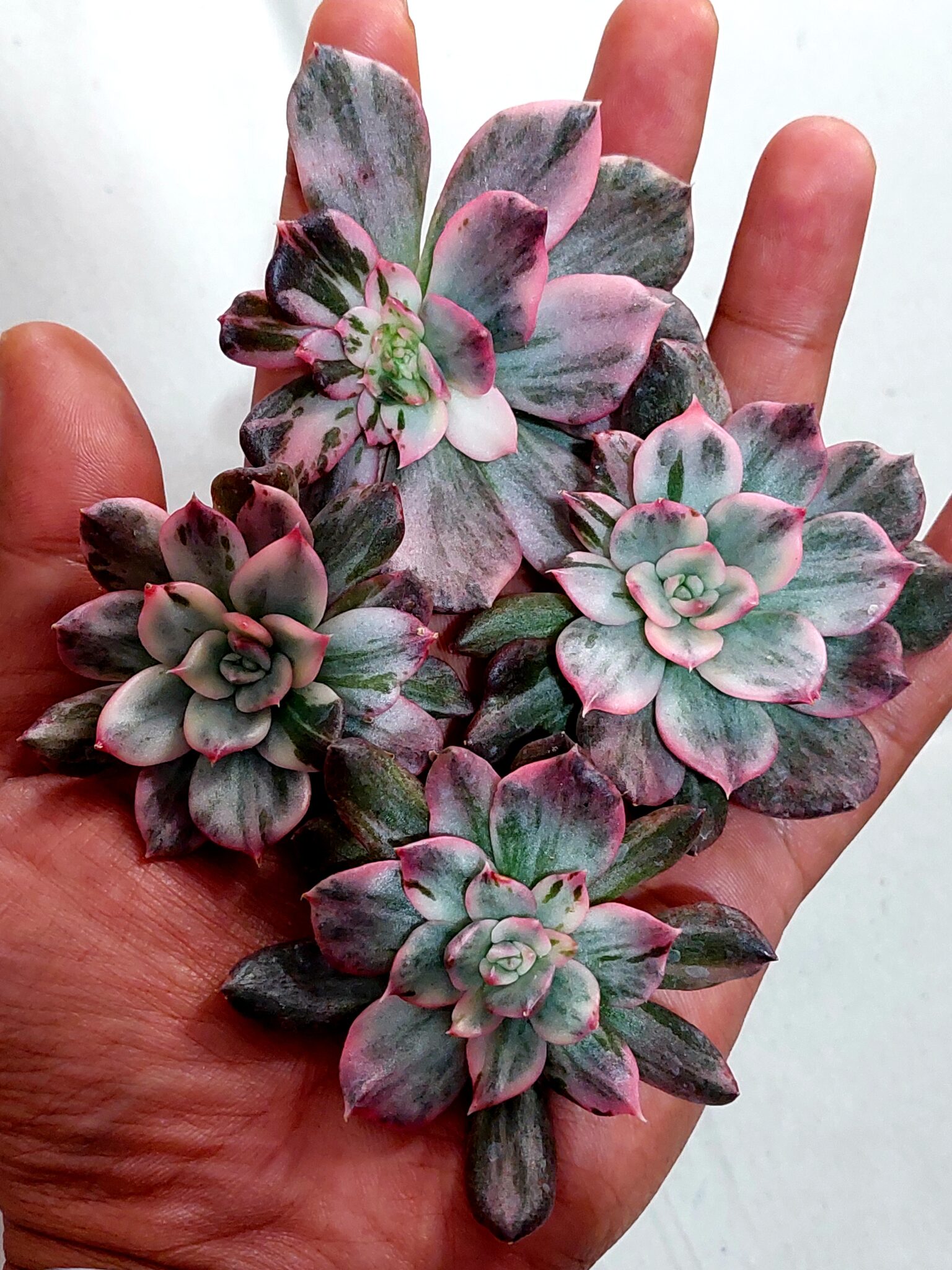 Skip the European Brokers, Why You Should Buy Ornamental Plants in Bulk from Indonesia