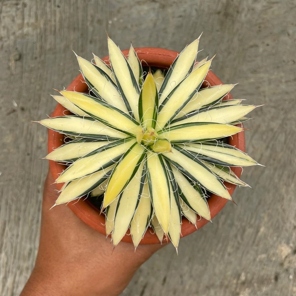 Agave Filifera Mediopicta (pot 10 cm)