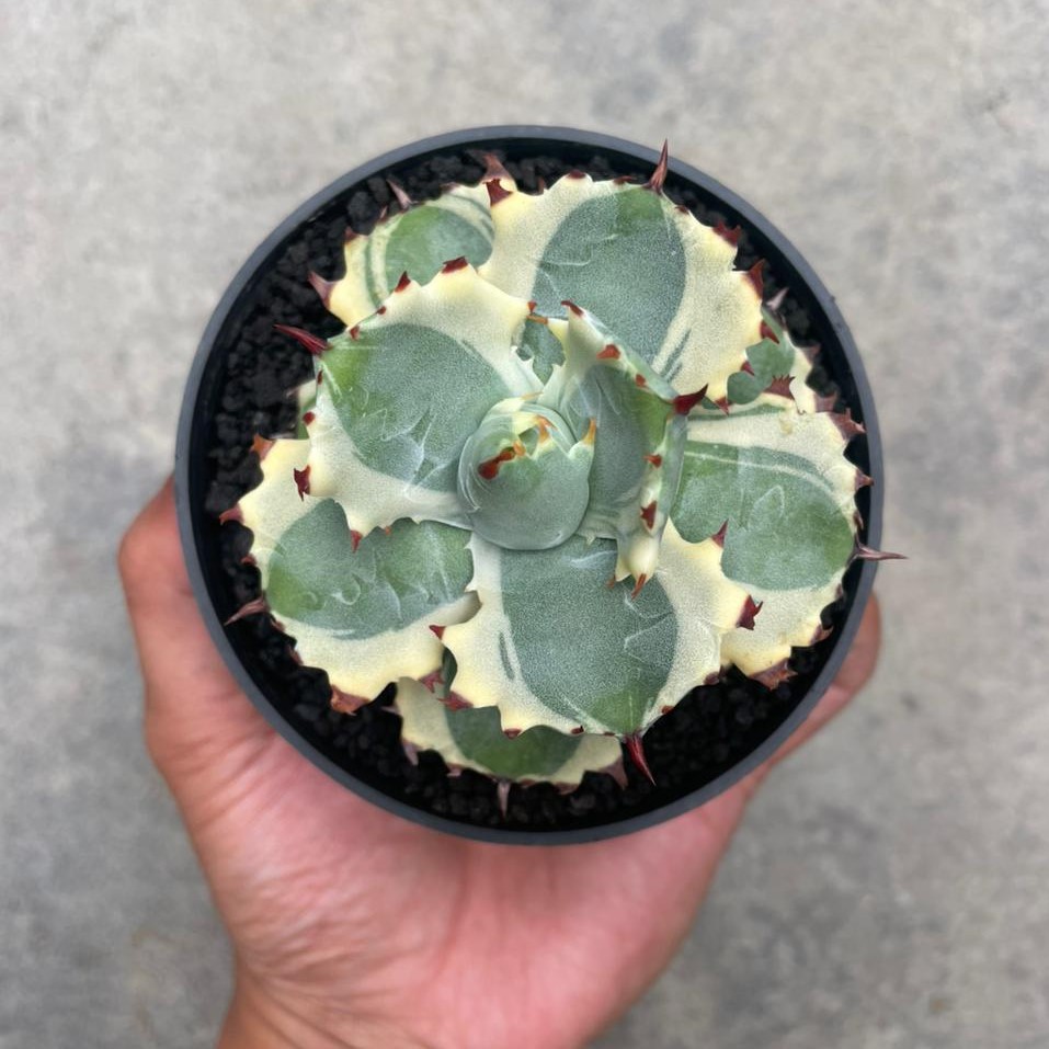 Agave Khabutogani (pot 10 cm)