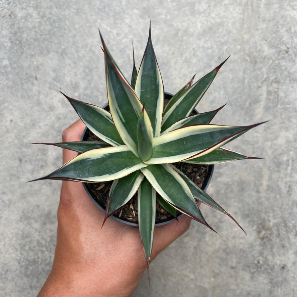 Agave Snowglow (pot 10 cm)