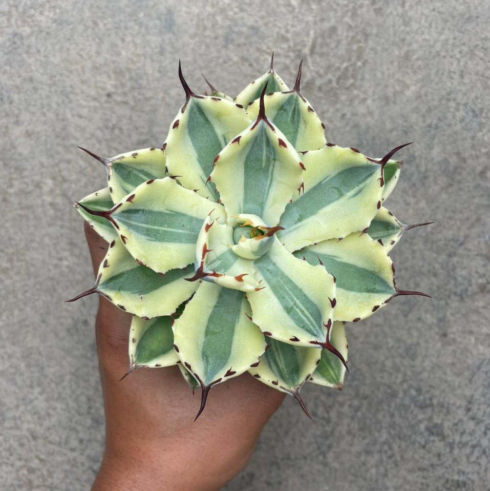 Agave