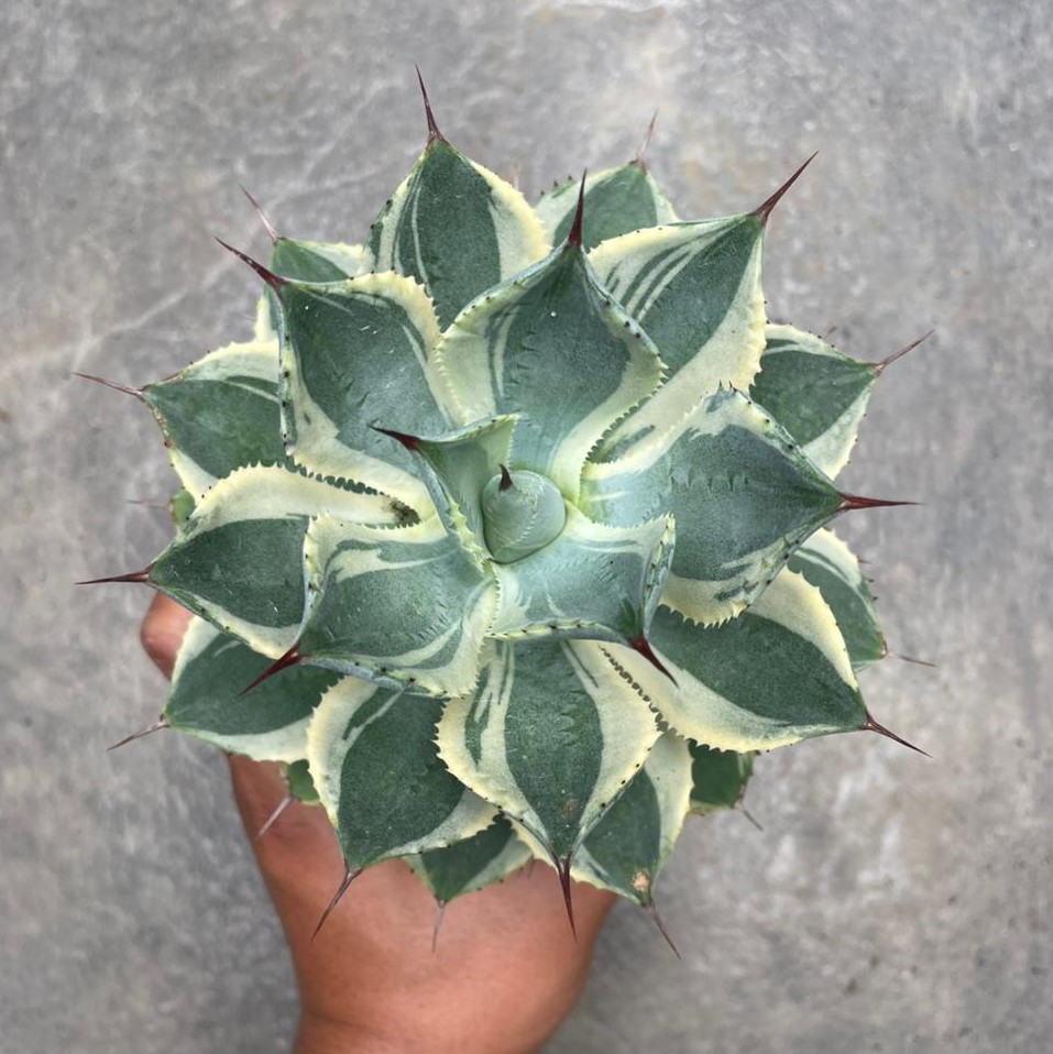 Agave Tradewin (pot 10 cm)