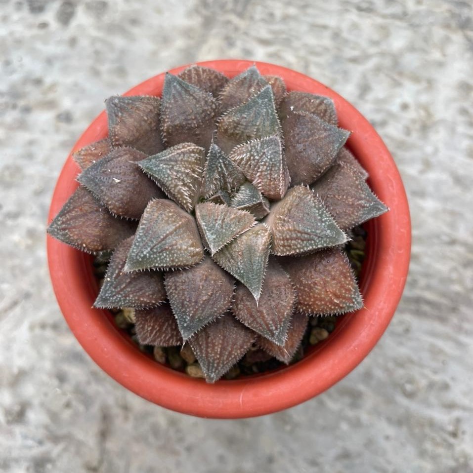 Haworthia Chocolate Hybrid (pot 10 cm)
