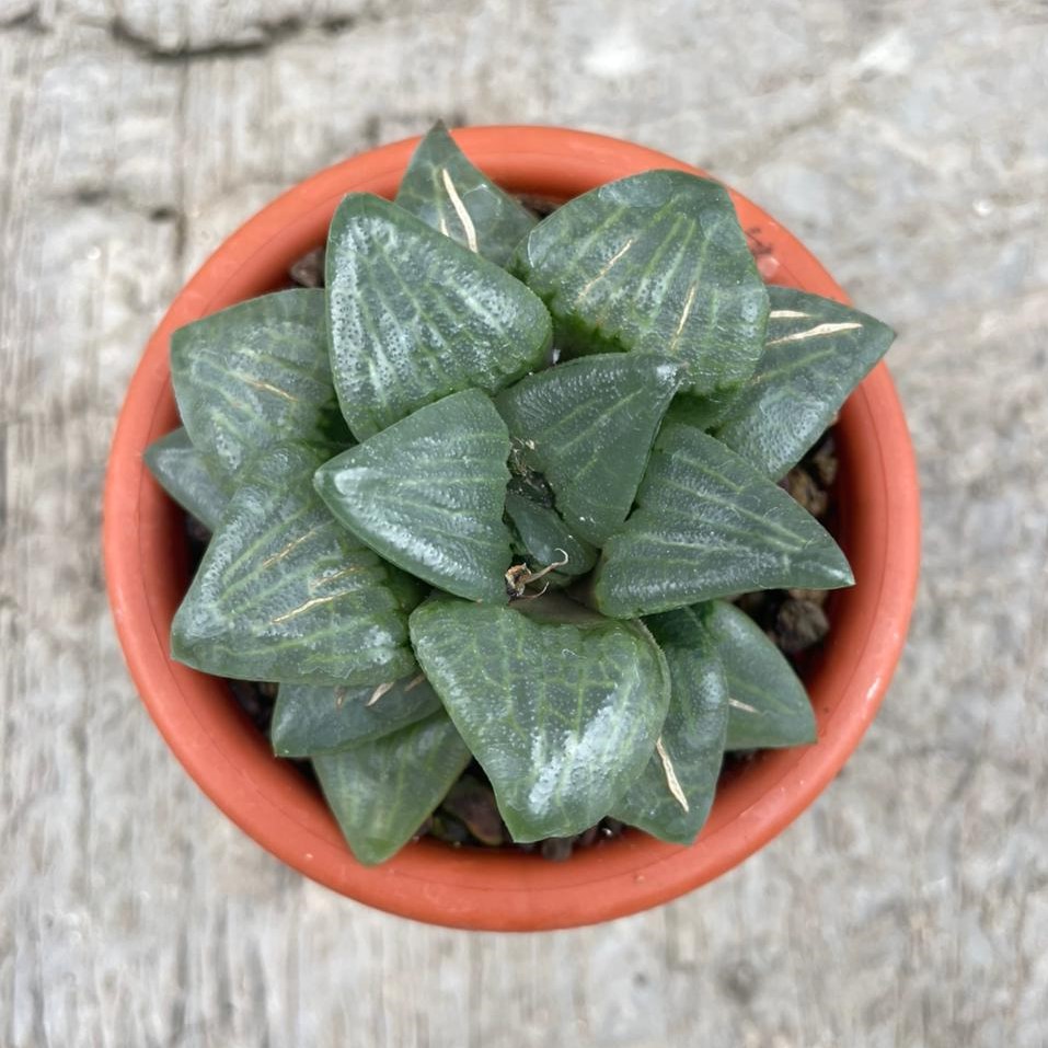 Haworthia Comton Hybrid (pot 10 cm)