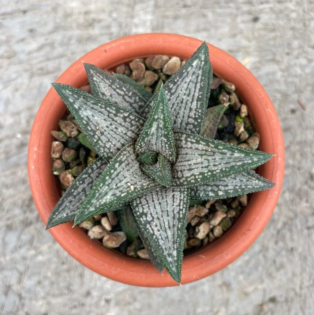 Haworthia Kintakyou (pot 10 cm)