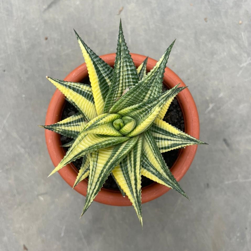 Haworthia Limifolia Varigated (pot 10 cm)