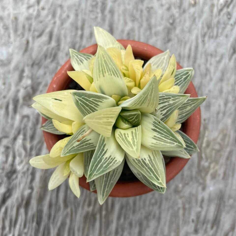 Haworthia Retusa Aurea (pot 10 cm)