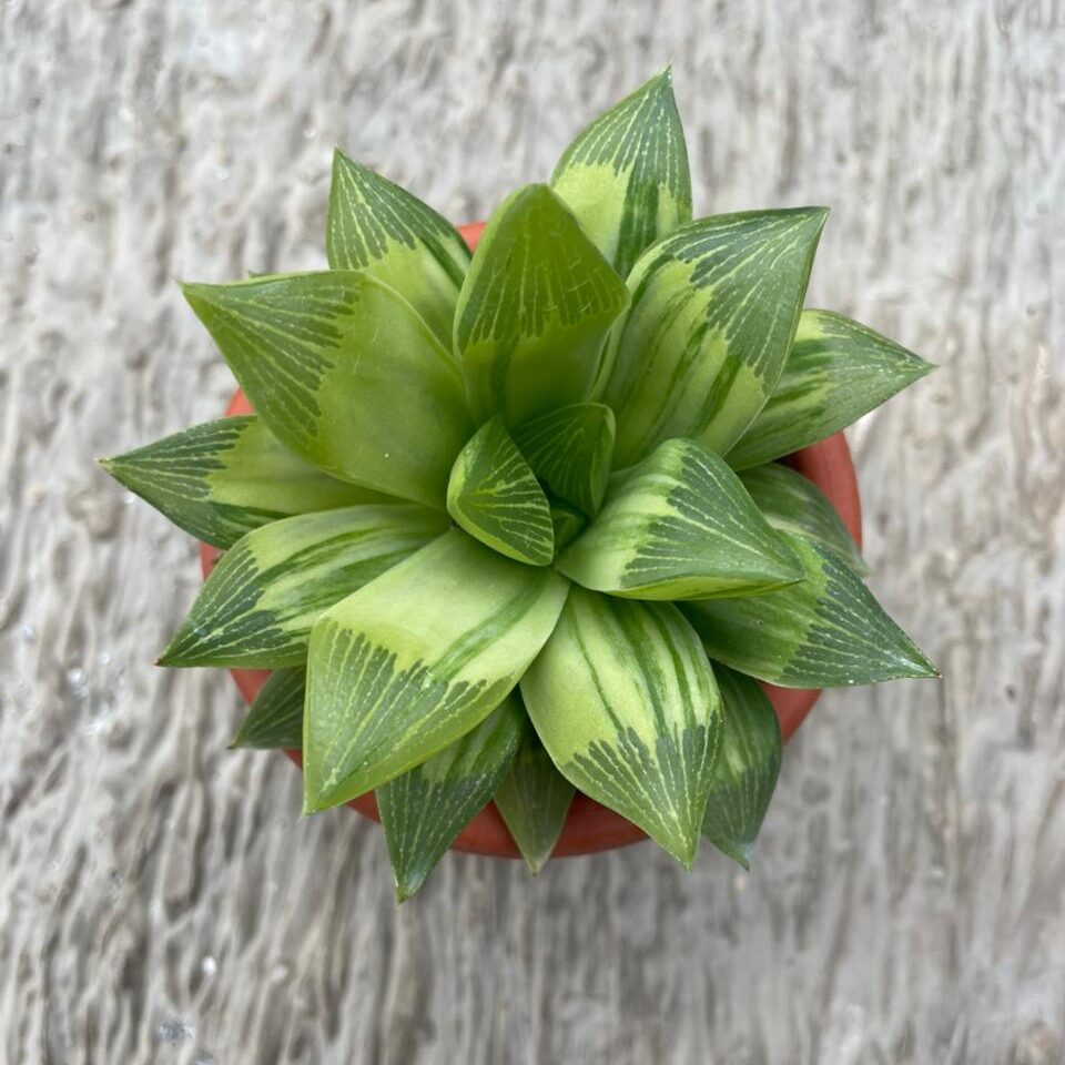 Haworthia - Mini Succulent