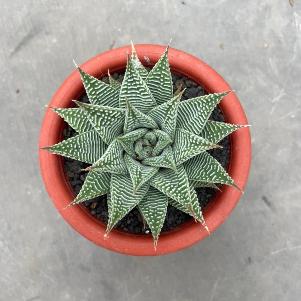 Haworthia Spyder (pot 10 cm)