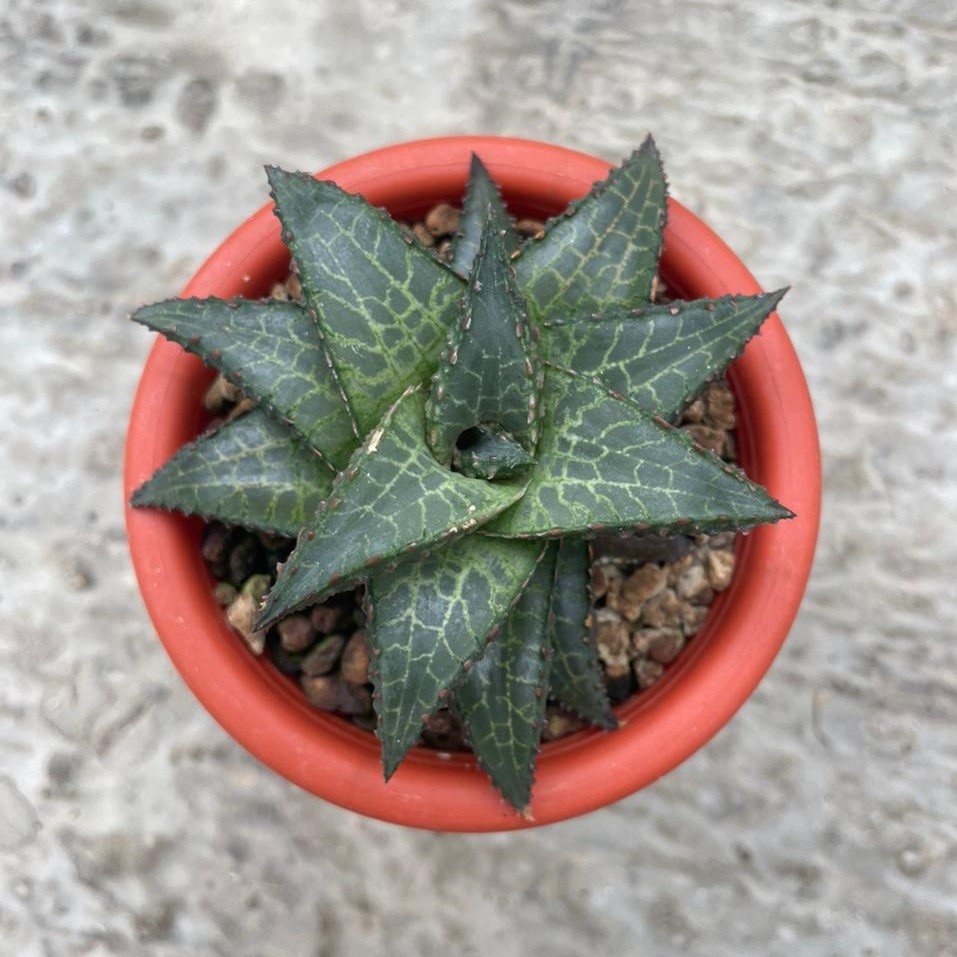 Haworthia Tesselata (pot 10 cm)