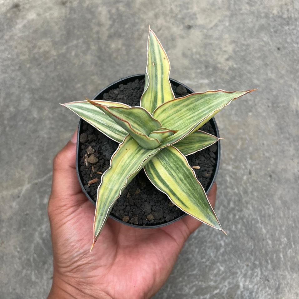 Sansevieria Variegated - Trifasciata