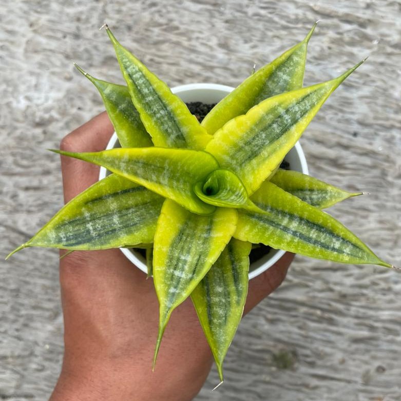 Sansevieria Cordova Variegated (pot 10 cm)