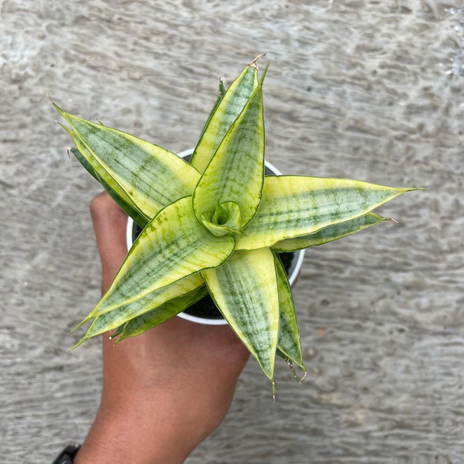 Sansevieria Gabriella Variegated (pot 10 cm)