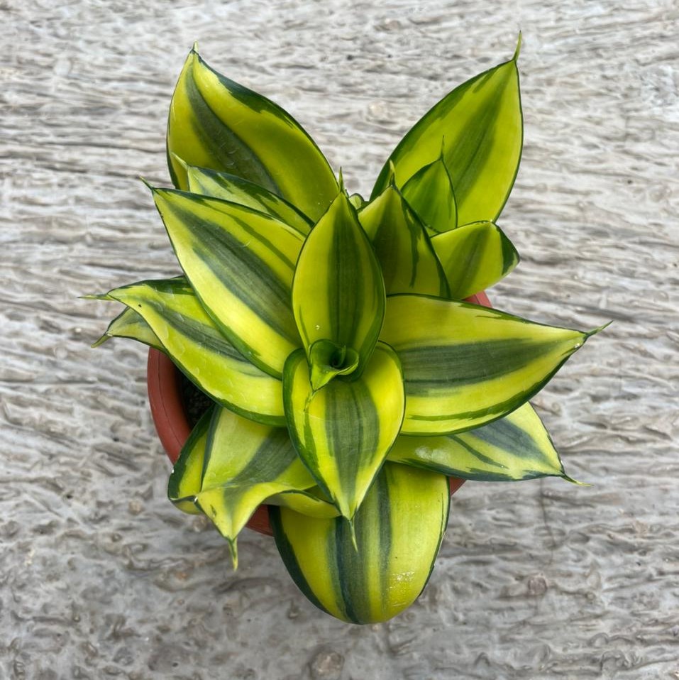 Sansevieria Jade Dwarf Variegated (Pot 12 cm)