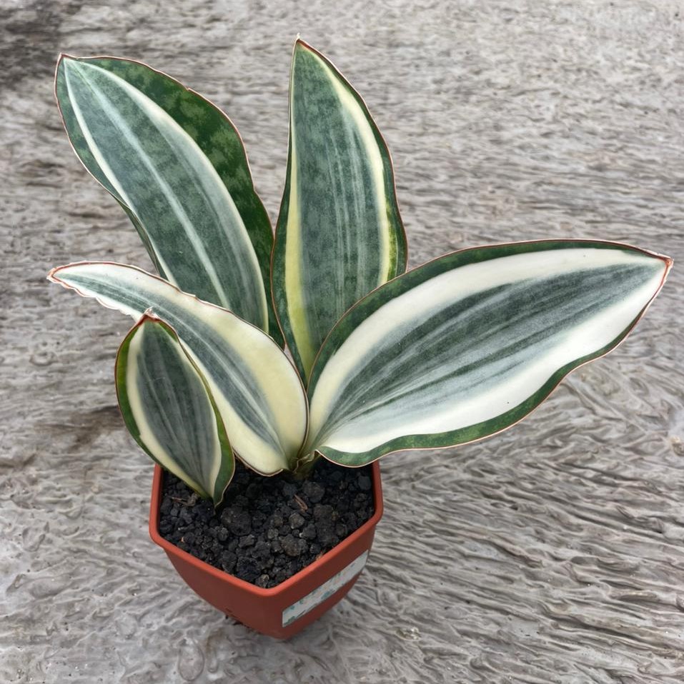 Sansevieria Masoniana White (pot 10 cm)