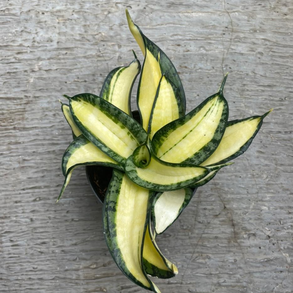 Sansevieria Trifasciata Golden Wendy's (Pot 10 cm)