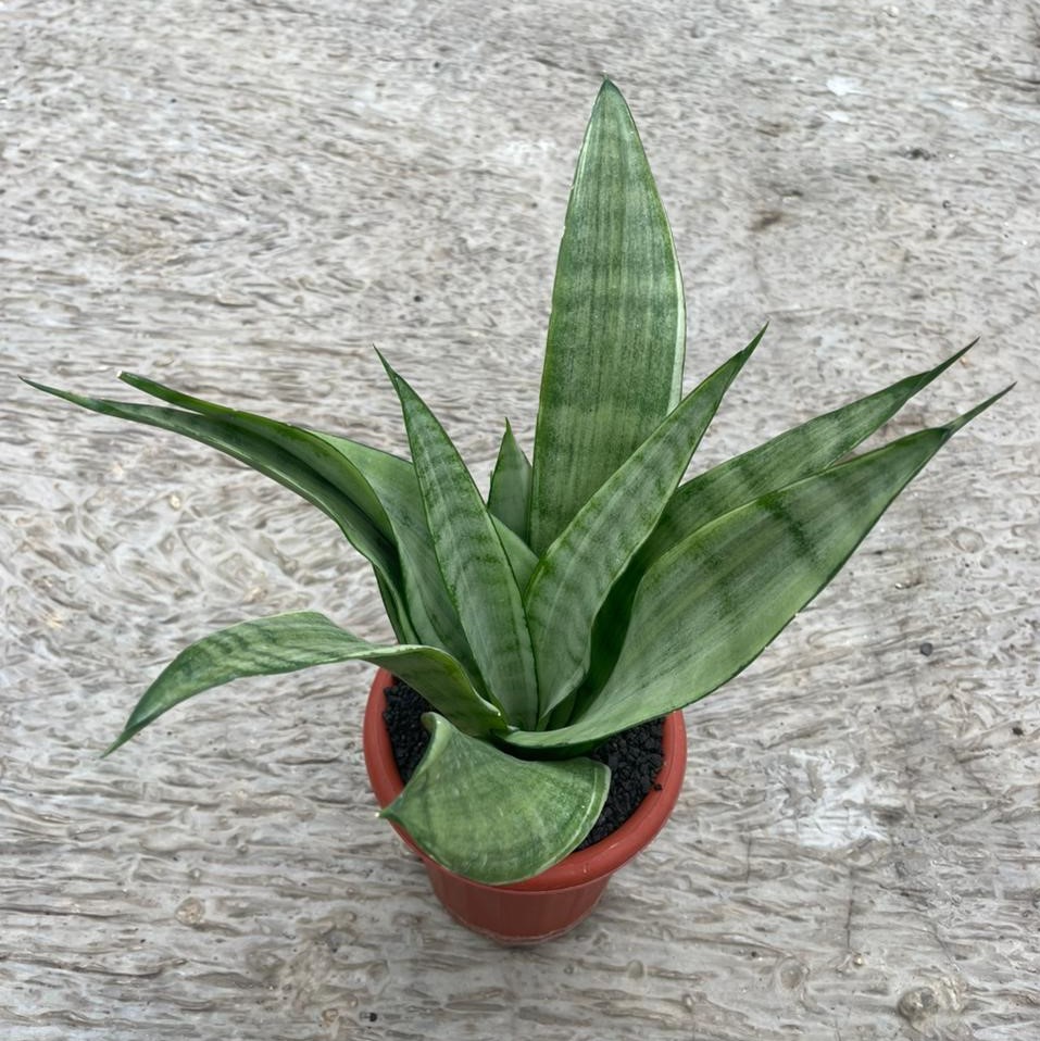 Sansevieria Trifasciata Silver Angel (pot 12 cm)