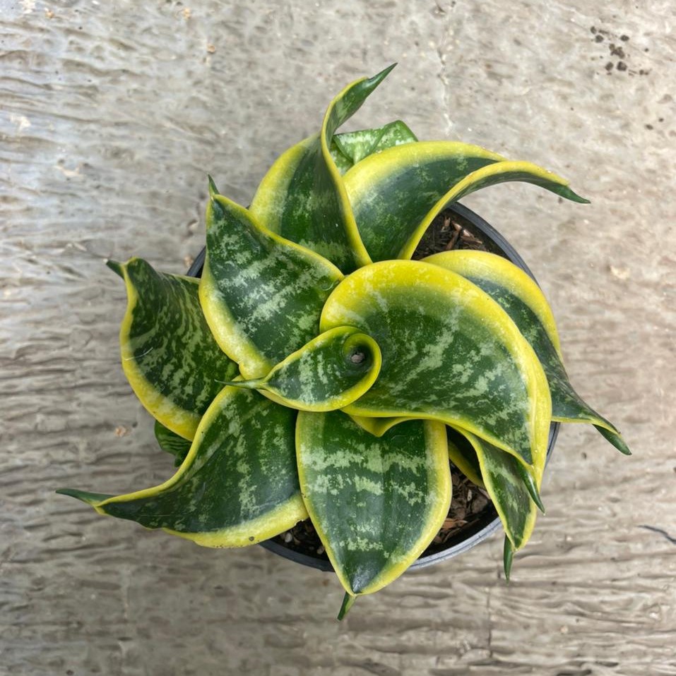 Sansevieria Trifasciata Tsunami (Pot 10 cm)