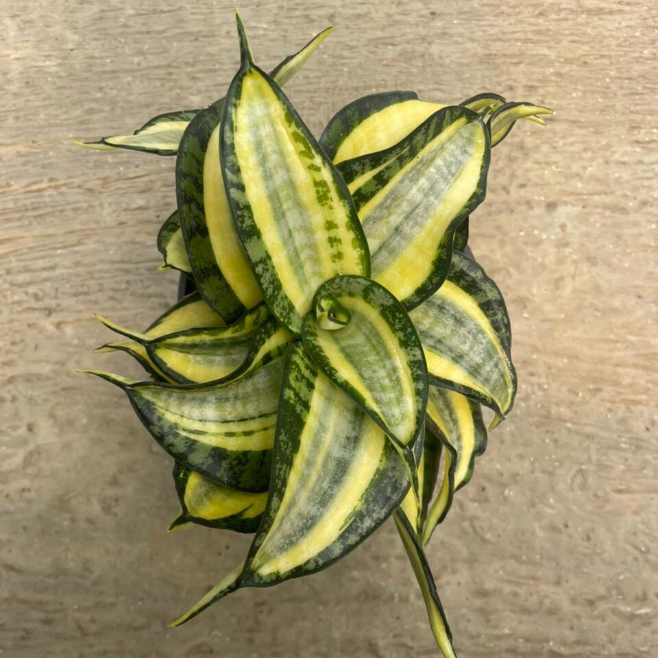 Sansevieria Trifasciata Wendy's (pot 10 cm)