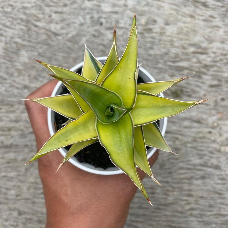 Sansevieria Lavranos 51 Aurea (pot 10 cm)