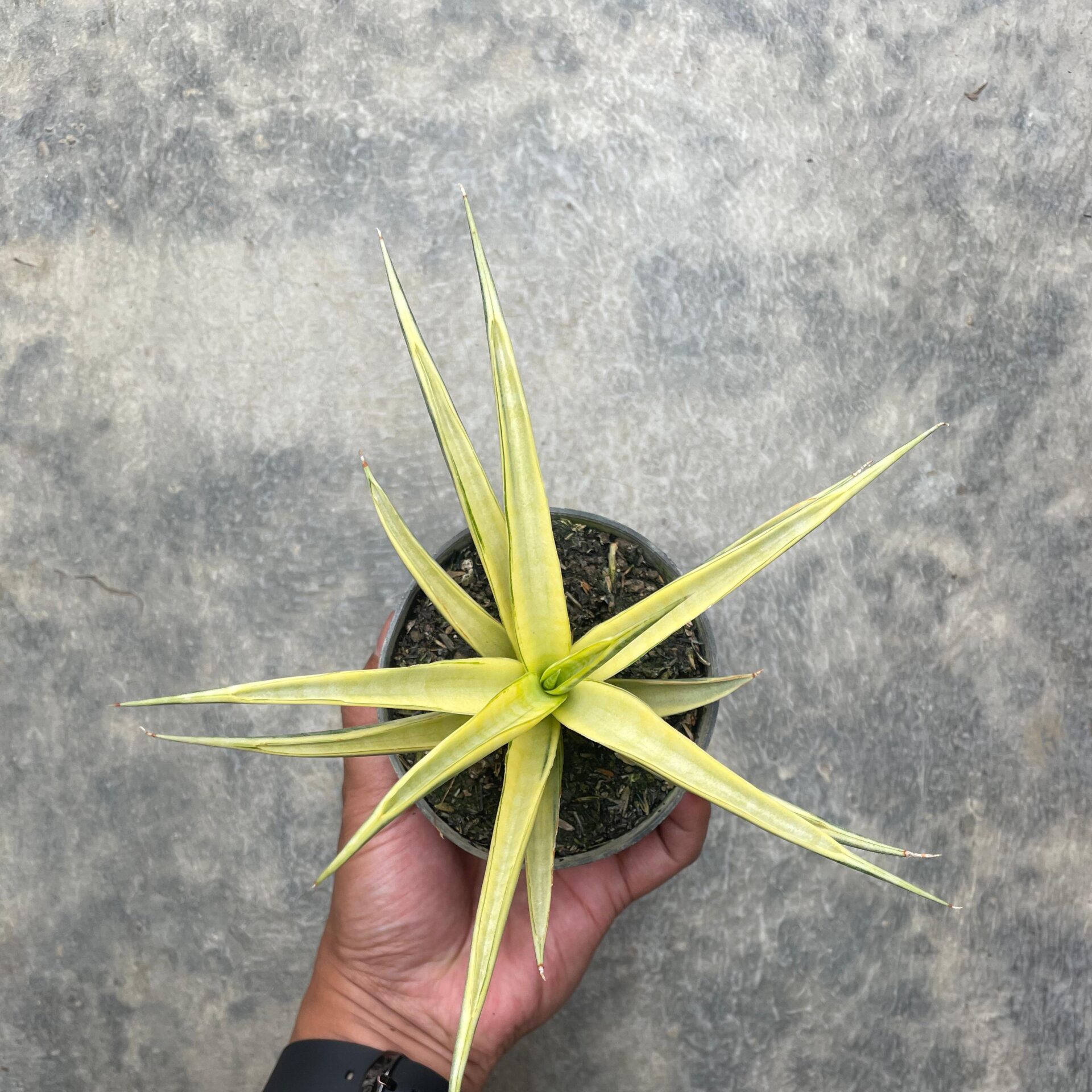 Sansevieria Grasillima Variegated (Pot 10 cm)