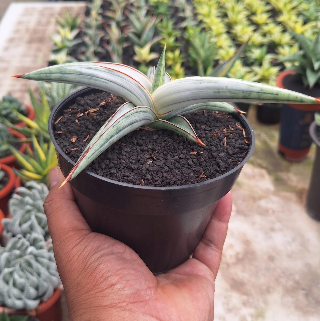 5 Critical Checkpoints When Buying from a Sansevieria Exporter in Indonesia
